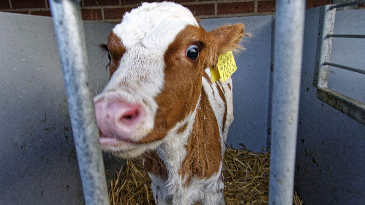 20151228 171222•Nieuw-Lekkerland•South Holland•Netherlands